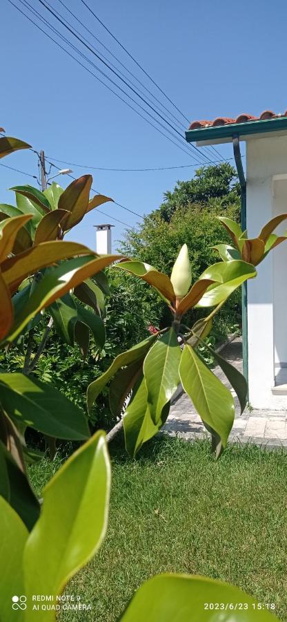 Casa Da Nespereira- Lugar Acolhedor Rodeado De Natureza Soure Ngoại thất bức ảnh